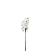 Tige d'Orchidée Bandailan